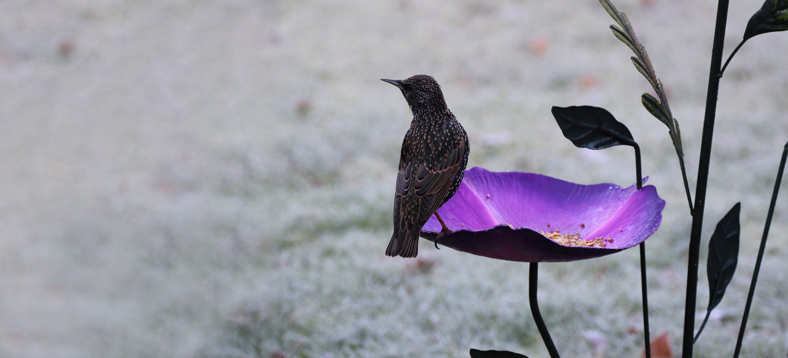 Wild Bird Feeder