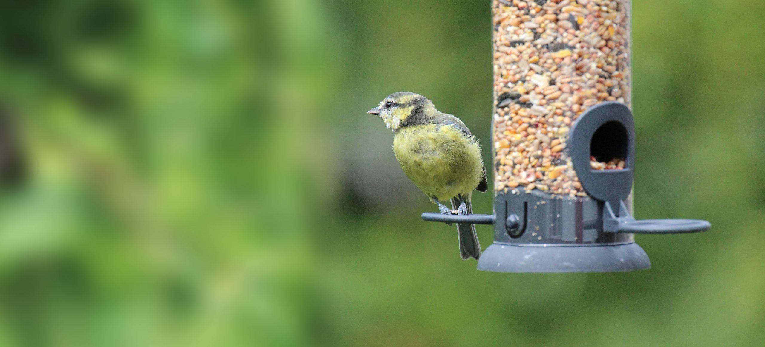 Wild Bird Feeder