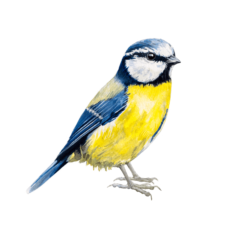 Blue Tit