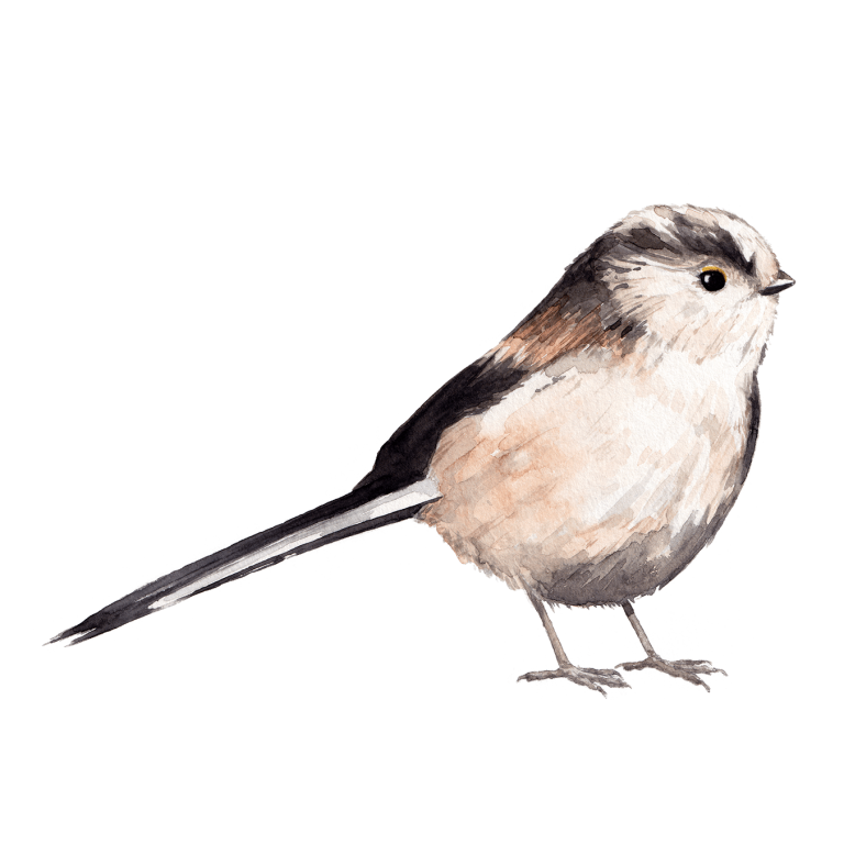 Long-tailed Tit