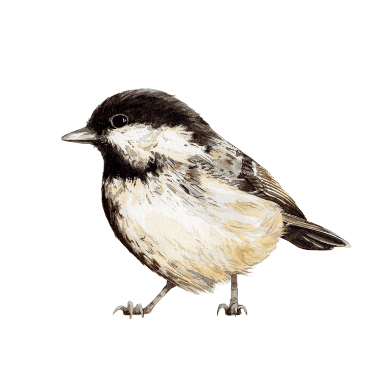 Coal Tit