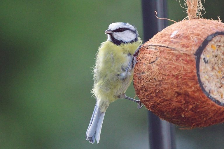 WHOLE SUET COCONUT