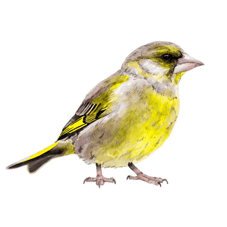 Greenfinch