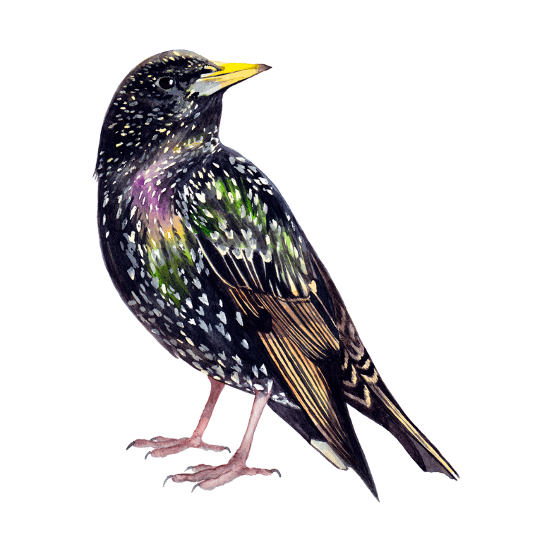 Starling