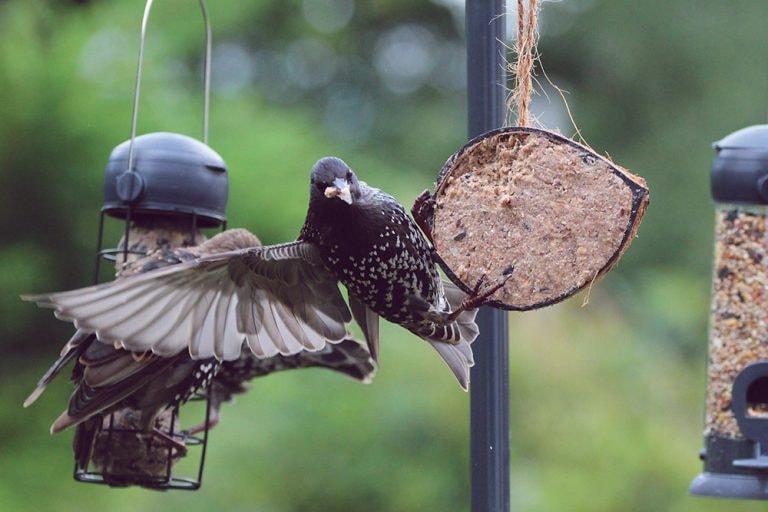 SUET COCONUT HALF