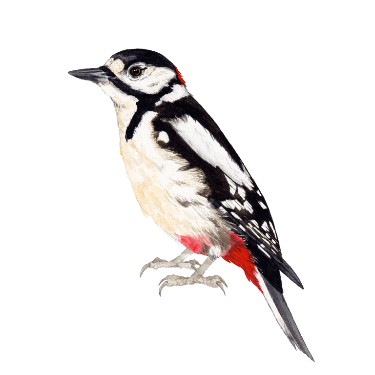 Greater spotted woodpecker