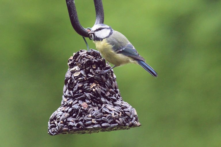 LARGE BLACK SUNFLOWER SEED BELL