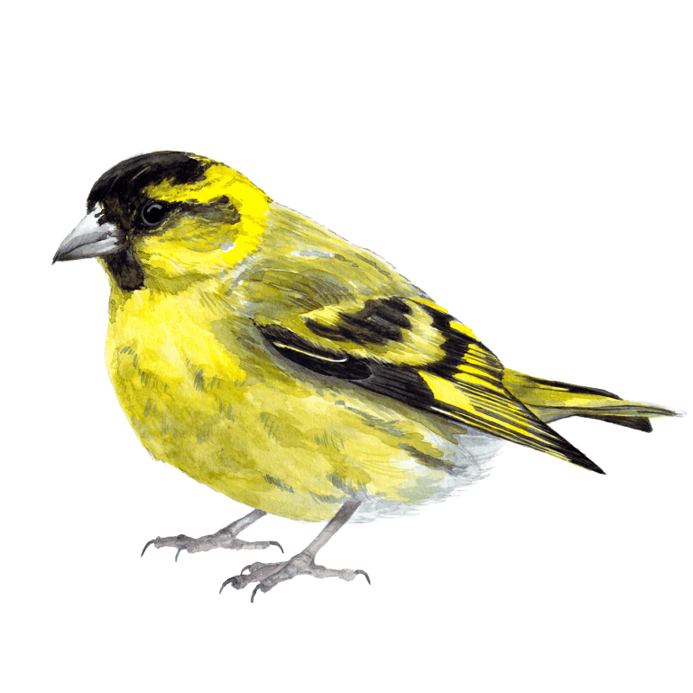 Siskin