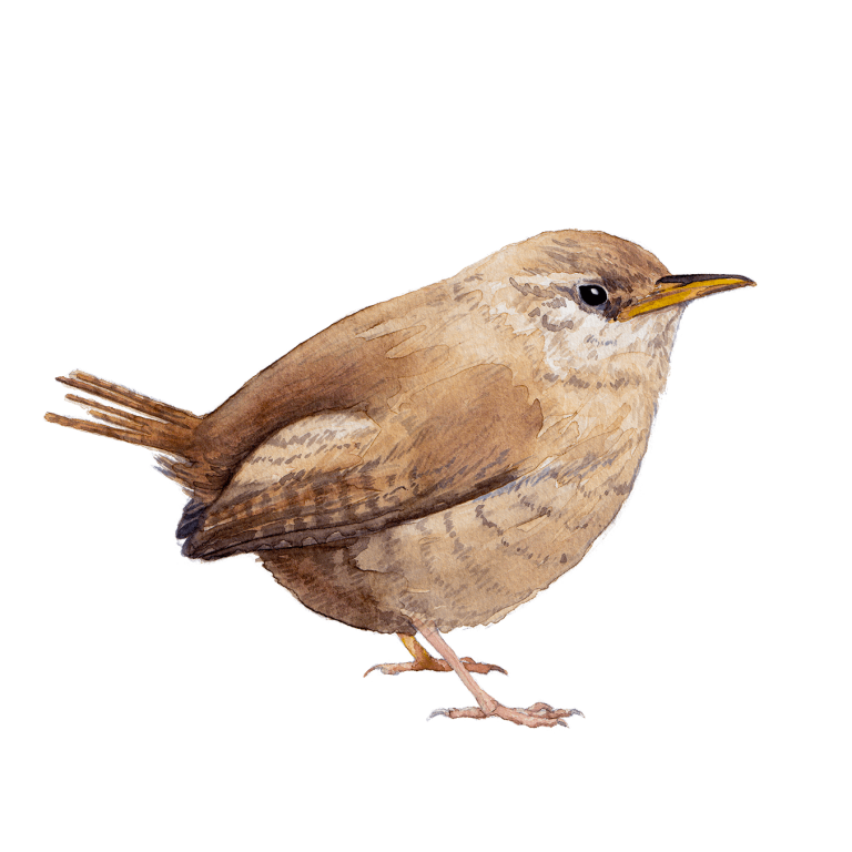 Wren