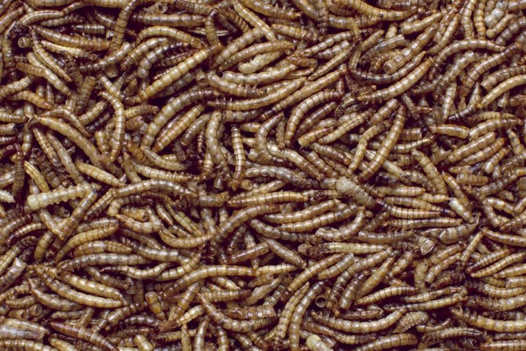 MEALWORMS