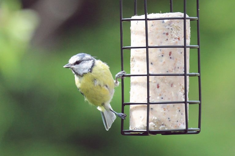 SUET ROLLS