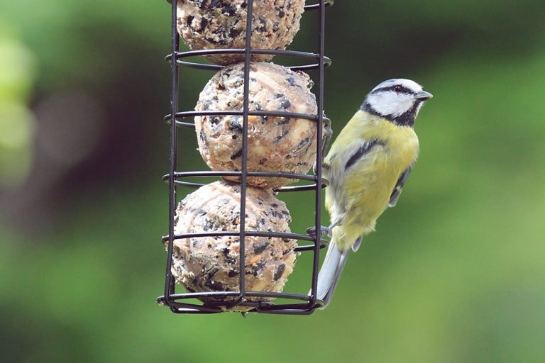 SUPERIOR NUT & SEED FAT BALL