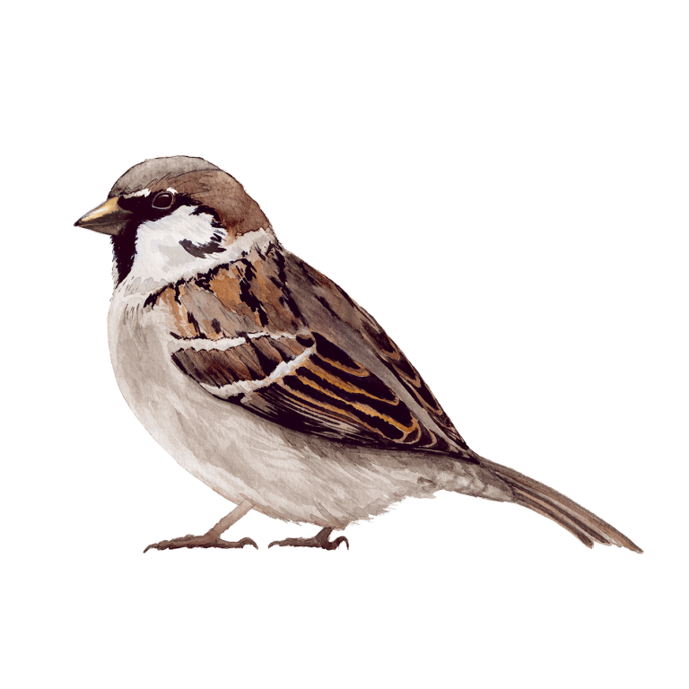 Tree Sparrow