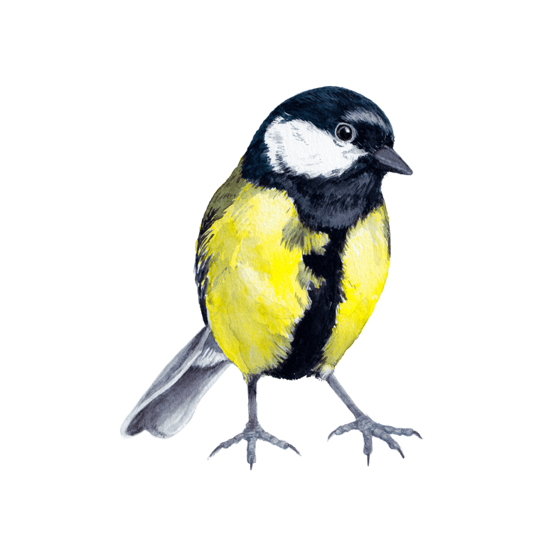 Great Tit