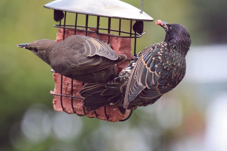 SUET CAKES