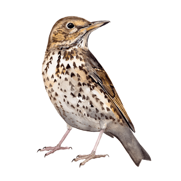 Song Thrush