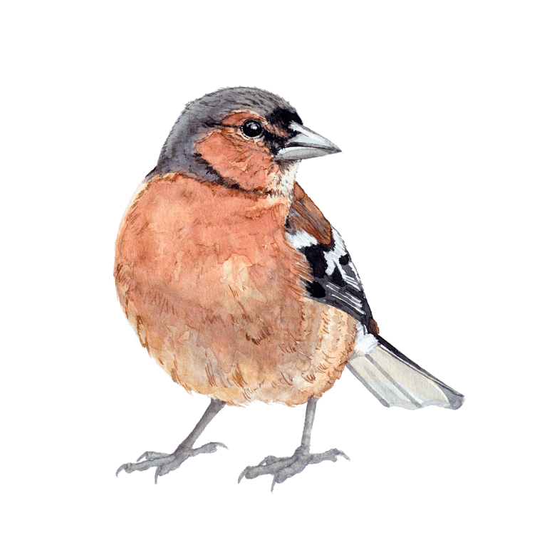 Chaffinch