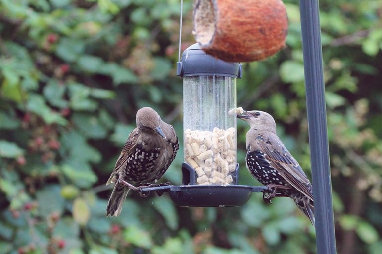 SUET BITES