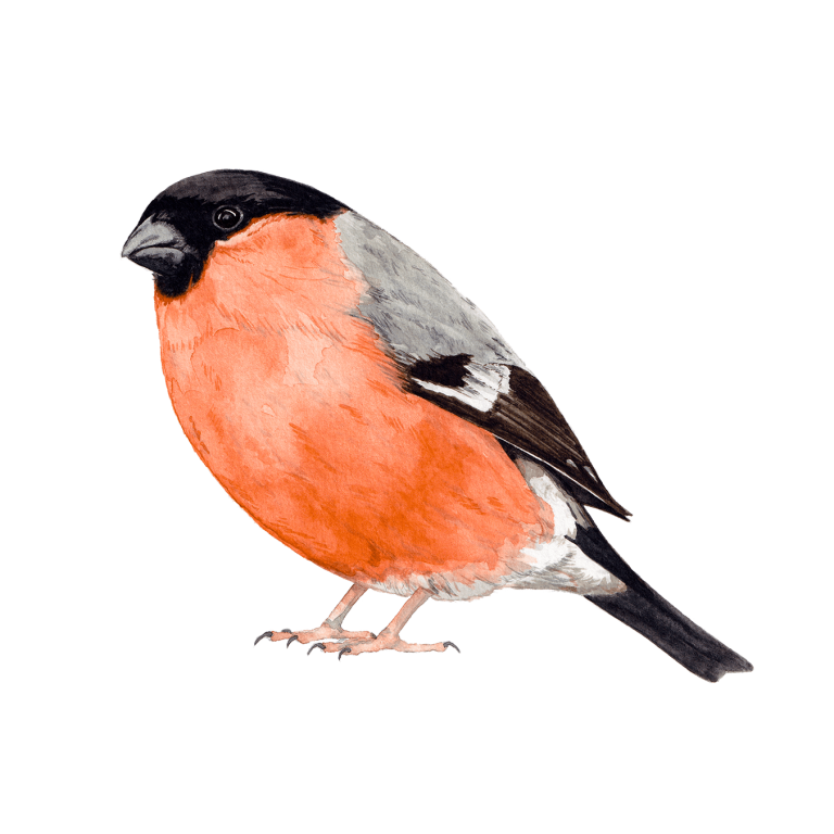 Bullfinch