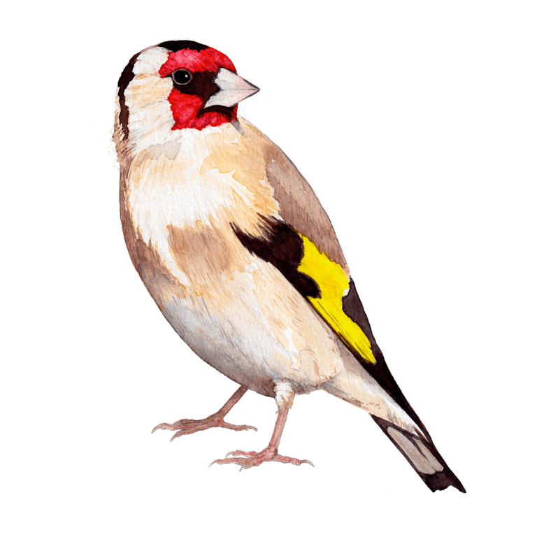 Goldfinch