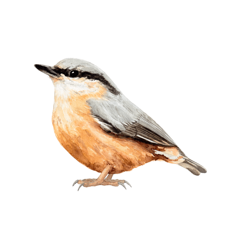 Nuthatch